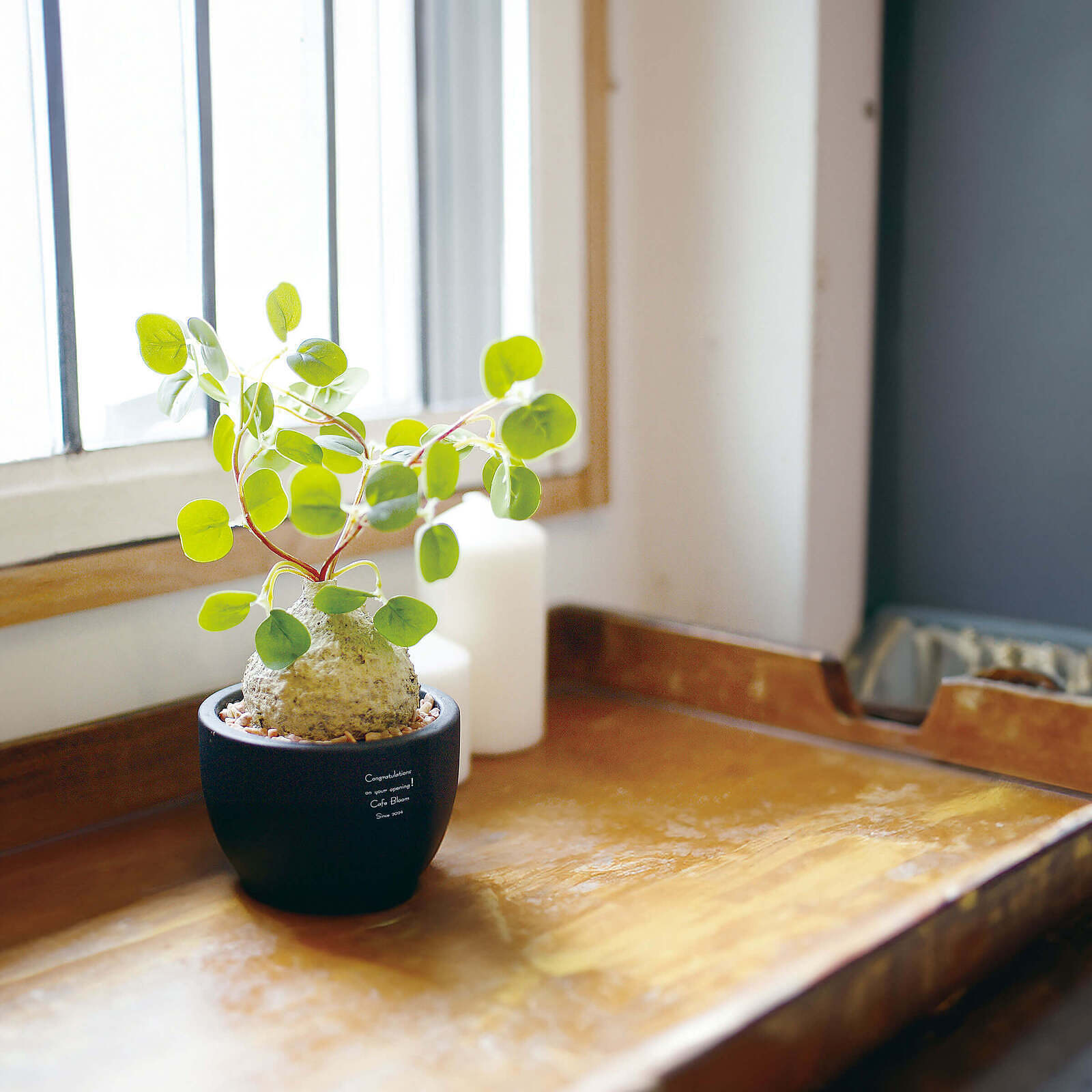 ちょっとしたお祝いに使える小さな鉢植え